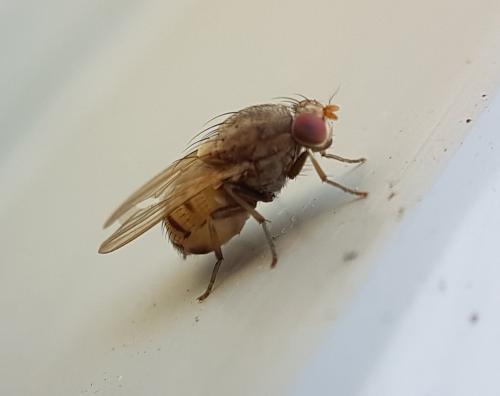 Minettia sp.